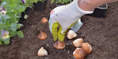 Žena rukou v pracovní rukavici sází cibule tulipánů