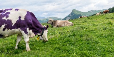 Fialová kráva pasoucí se v horách