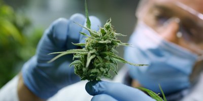 Vědec v rukavicích a masce držící trs konopí