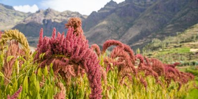 Amarant na poli v Peru