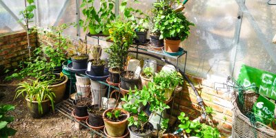 Květináče s bylinkami a rostlinami v malém skleníku