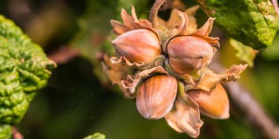 Lískové ořechy v punčoškách