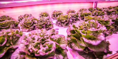 Saláty v hydroponické zahrádce v supermarketu