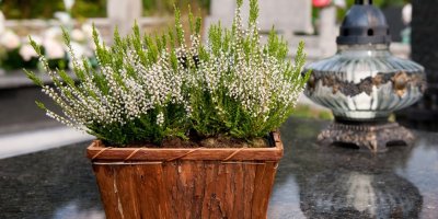 Vřes v květináči na hrobě