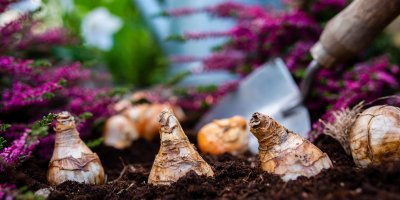 Sázení cibulek do hlíny