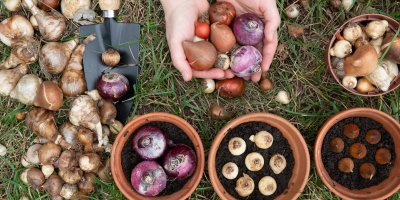 Žena sází cibulky rozličných rostlin