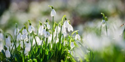 Trs kvetoucích sněženek