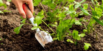 Pěstování koriandru v půdě na zahradě