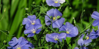 Modré květy lnu