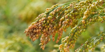 Rostlina prosa setého