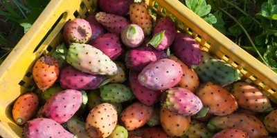 Barevné plody opuncie