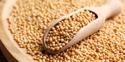 Hořčičná semínka na dřevěné lžičce