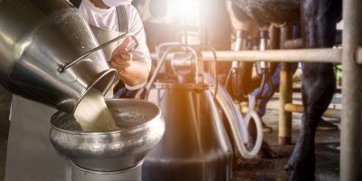 Člověk přelévá mléko do pasterizační nádoby