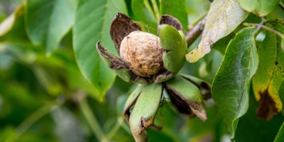 Vlašský ořech vykukující ze zelené slupky
