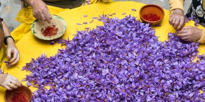 Ruční sklizeň čnělků z velkého množství květů šafránu