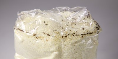 Potemníci v semolinové mouce