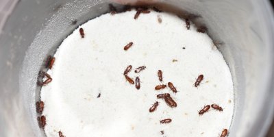 Potemníci v dóze s moukou