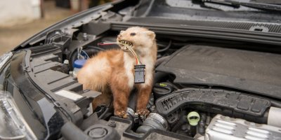 Kuna na kapotě kousající dráty