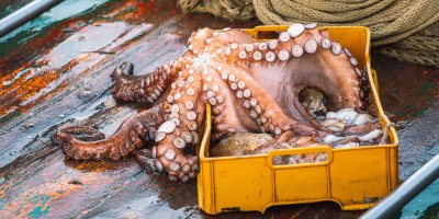 Ulovená chobotnice v přepravce na palubě lodi