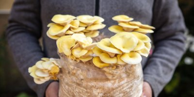 Muž drží v rukou pytel se substrátem, ze kterého roste žlutá hlíva.