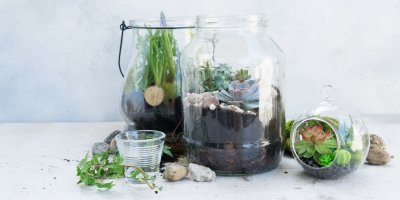 Tři miniskleníky se sukulenty v různých nádobách