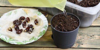 Naklíčené pecky liči na talířku 