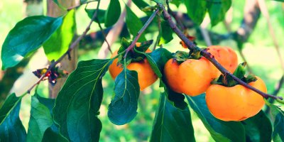 Čtyři plody kaki rostoucí na stromě