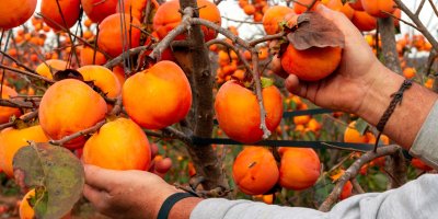 Muž sklízí kaki ze stromu, který je těmito plody obsypaný 