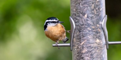 Ptáček stojí na bidýlku u podlouhlého krmítka, které je plné slunečnicových semínek