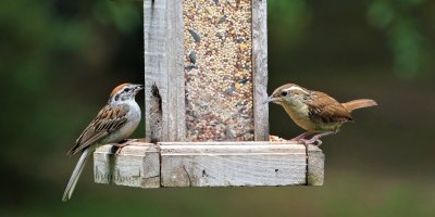Dvojice ptáčků u ptačího krmítka