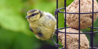 Žlutý ptáček sedící na držáku s lojovými koulemi
