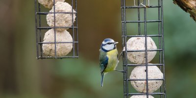 Ptáček se krmí z lojové koule, která je umístěna v kovové klícce