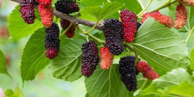 Detail plodů morušovníku na větvi