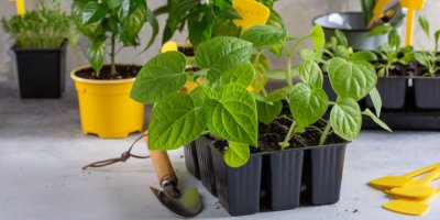 Zelené listy mochyně v květináči