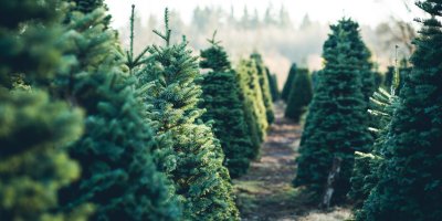 Živé vánoční stromky připravené k prodeji