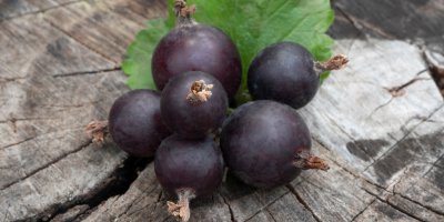 Plody josty ležící na pařezu