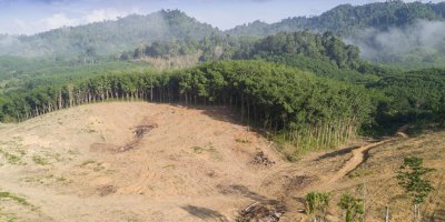 Odlesňování lesní plochy