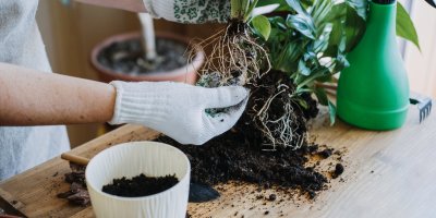 Člověk v zahradnických rukavicích přesazuje pokojovou rostlinu