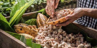 Hrst plná kakaových bobů při sklizni