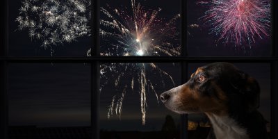Pes se vystrašeně dívá z okna na ohňostroj