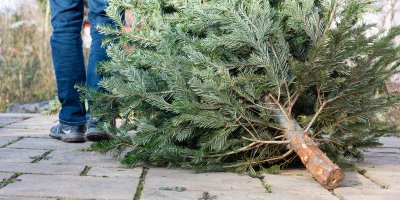 Muž táhne živý stromek po ulici