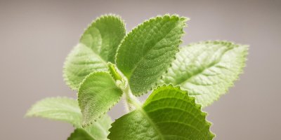 Detail lístků rýmovníku