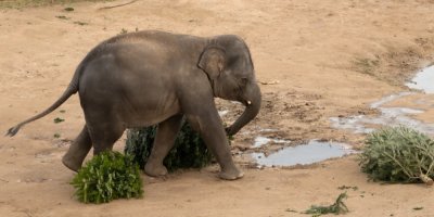 Slon si pochutnává na stromcích