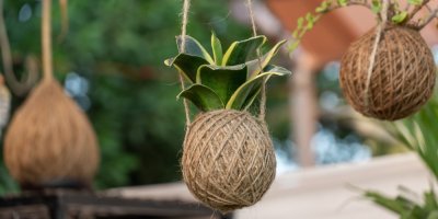 Zavěšené kokedamy na provázku