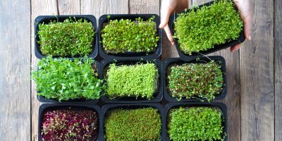 Devět druhů microgreens v plastových mističkách, ruce jednu z nich zvedají