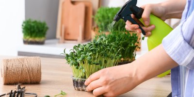 Člověk rosí výhonky rozprašovačem