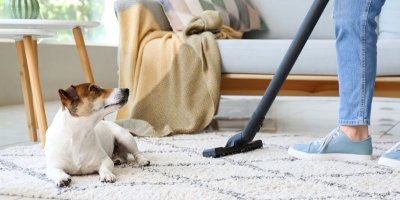 Zvíře a vysávání chlupů