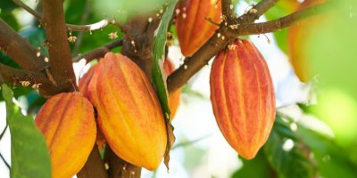 Oranžové barevné kakaové lusky visí na stromě na slunci