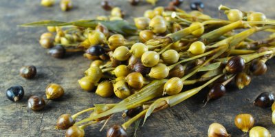 Rostlina slzovka obecná