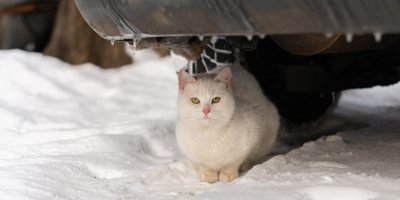 Kočka sedící ve sněhu před autem